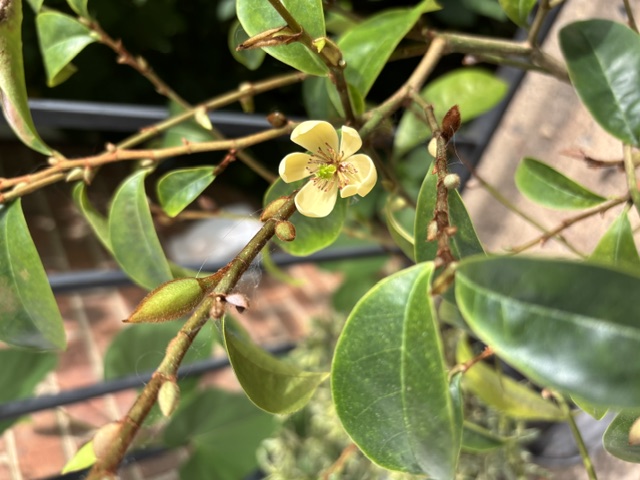 M. figo flower.jpeg